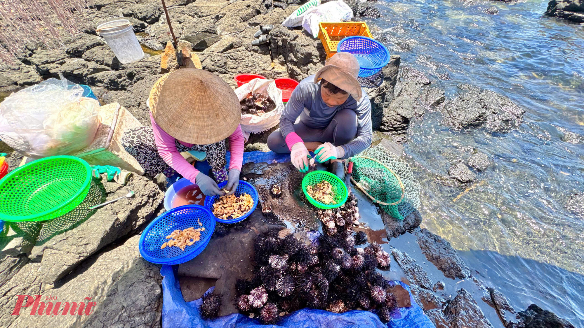 Tầm 11 giờ trưa, buổi săn nhum kết thúc, ngư dân đưa nhum vào bãi. Tại đây những người phụ nữ chờ sẵn, nhum sẽ được sơ chế ngay tại bãi biển. 