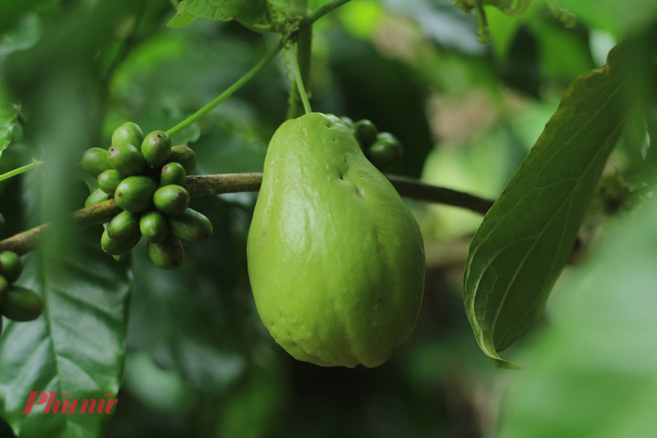 Má bảo su su dễ trồng, chỉ cần trái già rụng xuống chỗ nào, thì chỗ đó, sẽ mọc lên dây su su mới.