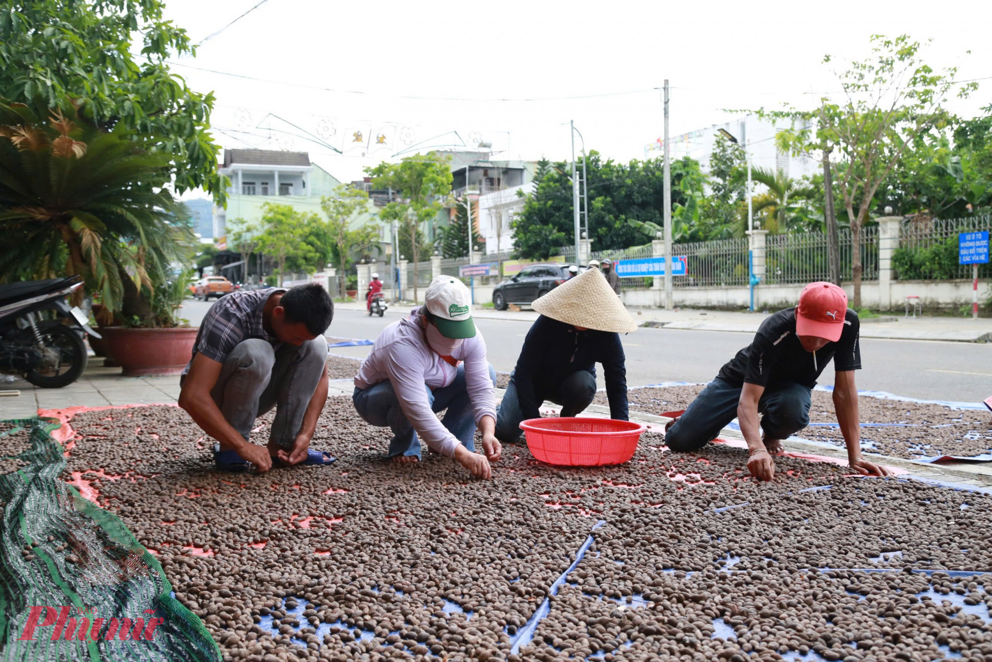 Những cánh rừng ươi 4 năm cho quả một lần, biện pháp thu hoạch được cho phép là đi gom nhặt, cấm chặt hạ cây
