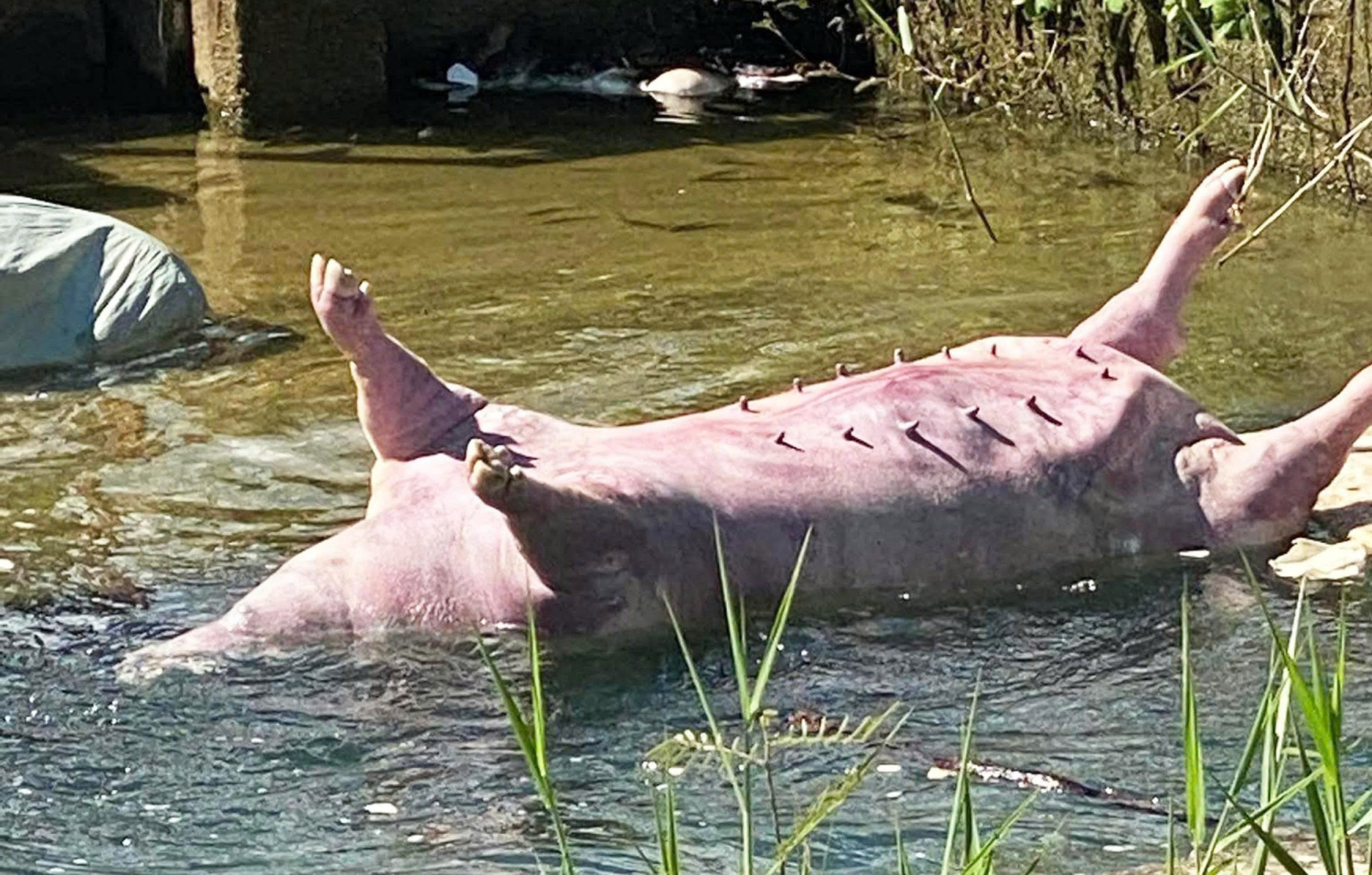 Hình ảnh nhiều con heo chết nổi trên kênh được người dân ghi nhận lại