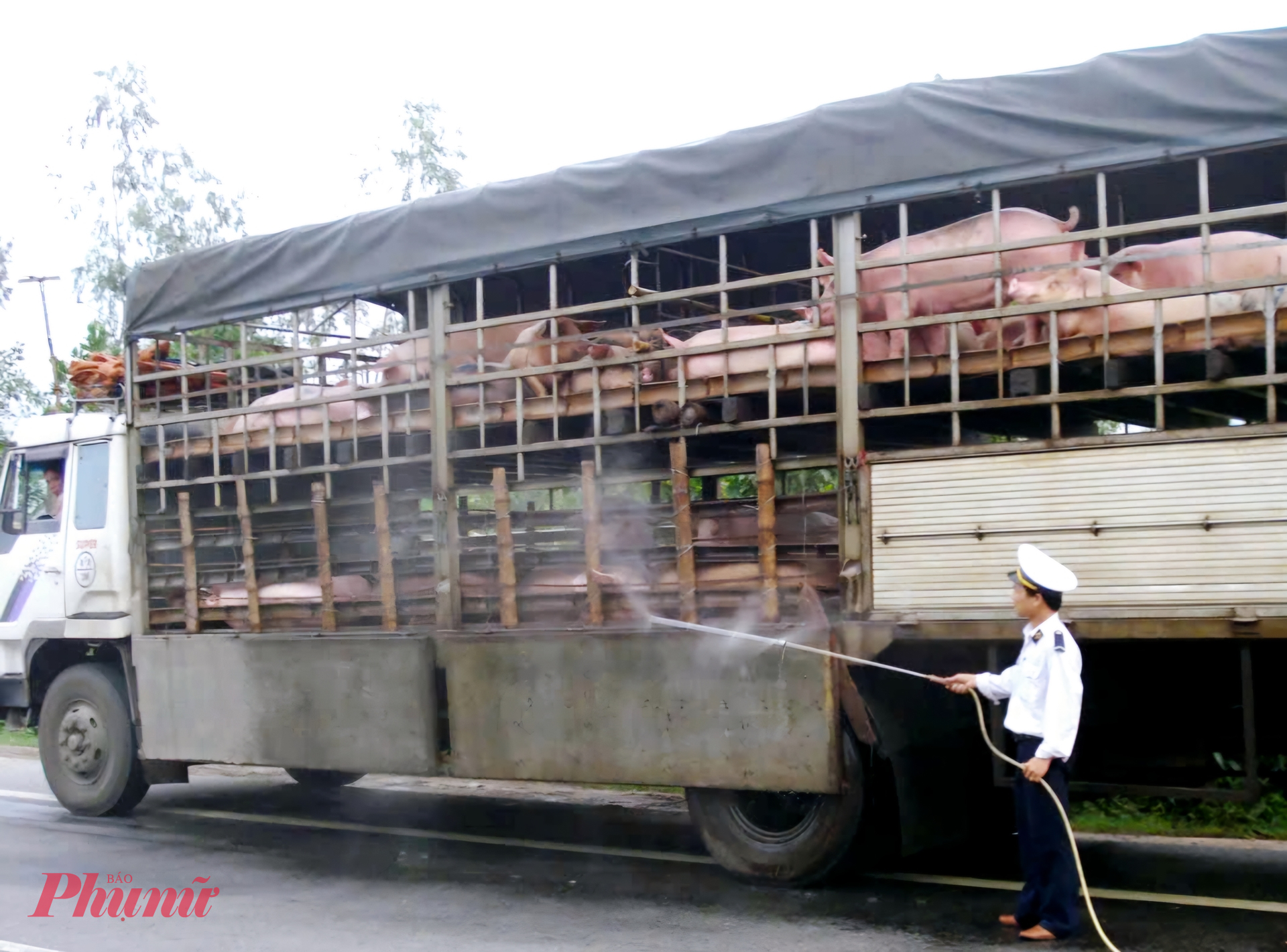Kiểm soát và tiêu độc khử trùng các phương tiện vận chuyển lợn chưa giết mổ vào thành phố 