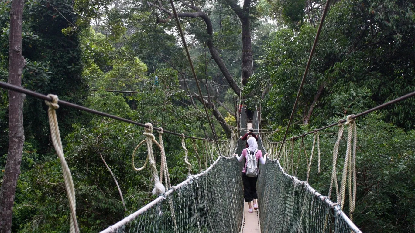 Đến đây, du khách nên đi trên lối đi trên tán cây dài nhất thế giới để ngắm nhìn thế giới xanh tươi trải dài bên dưới; đi săn đêm khoảng 2 tiếng cùng hướng dẫn viên để có thể gặp báo hoa mai hay vài con lorises (còn gọi là cu li gồm khỉ, vượn…). Trong ảnh: Lối đi trên những tán cây - Ảnh: Dan Searle.