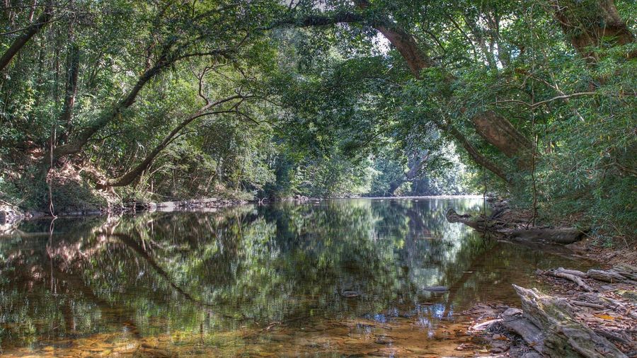 Rừng mưa nhiệt đới Taman Negara của Malaysia, còn gọi là vườn quốc gia Taman Negara. Rừng nổi tiếng với sự đa dạng sinh học và hệ sinh thái quý giá nên được công nhận là một trong những phòng thí nghiệm sống hàng đầu thế giới về nghiên cứu sinh thái và đa dạng sinh học - Ảnh: Peter Gronemann