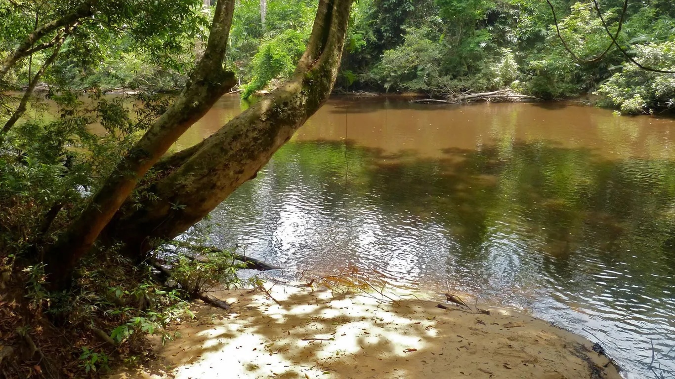 Taman Negara mở cửa quanh năm, nhưng từ tháng Ba đến tháng Chín là lý tưởng nhất để ghé thăm. Thời tiết lúc này dễ chịu và khô ráo, đôi khi có mưa phùn. Trong ảnh: Bên sông Tahan - Ảnh: Bernard DUPONT
