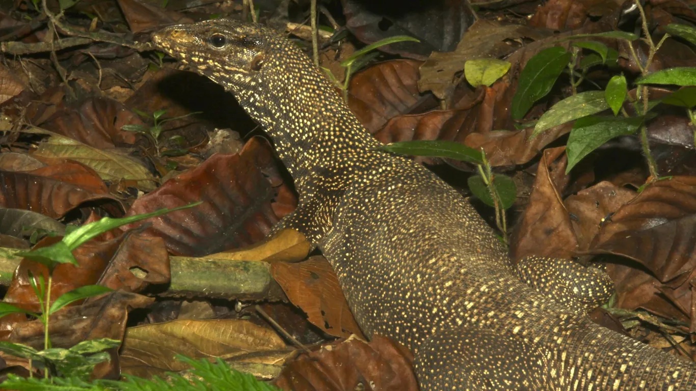Taman Negara có nhiều động vật quý hiếm như: tê giác Sumatra, voi châu Á, hổ, lợn vòi, kỳ đà gấm, hơn 300 loài chim, nhiều loài khỉ; cùng với báo, rắn, thằn lằn, gấu chó và vô số loài bướm. Hệ thực vật thì có các loài cây ký sinh hiếm, dương xỉ, lan, sầu riêng dại, cây họ dầu, nhiều loại nho dại và hơn 45 loài cây ăn trái được trồng. Trong ảnh: Thằn lằn màn mây trong vườn quốc gia - Ảnh: Bernard DUPONT.