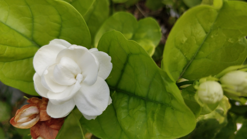 Hoa nhài - Hoa nhài ưa nắng, nhưng vẫn có thể sống tốt trong chậu được đặt gần cửa sổ. Khi ra hoa, không gian xung quanh cây như được bao phủ bởi hương thơm dịu dàng