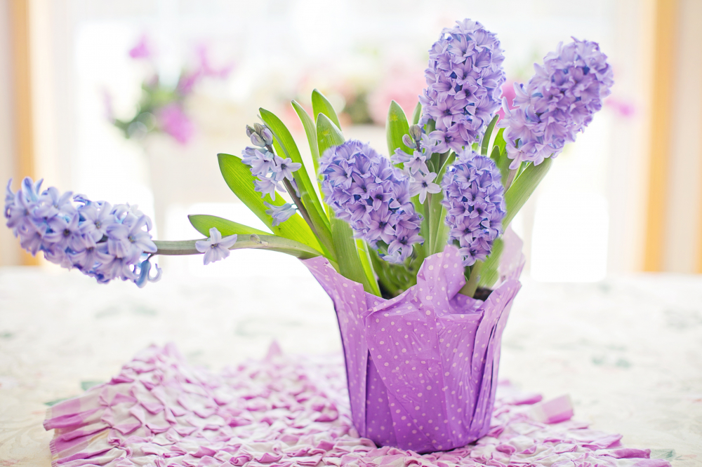 Dạ lan hương - Dạ lan hương có mùi thơm đặc trưng, rất sang trọng và dễ chịu. Hoa thường được trồng trong chậu nhỏ, có thể để ở bàn làm việc, phòng khách hoặc góc bếp. Cây cần nhiều ánh sáng, do đó, nên đặt ở nơi có ánh nắng nhẹ, tránh ánh nắng trực tiếp gắt.