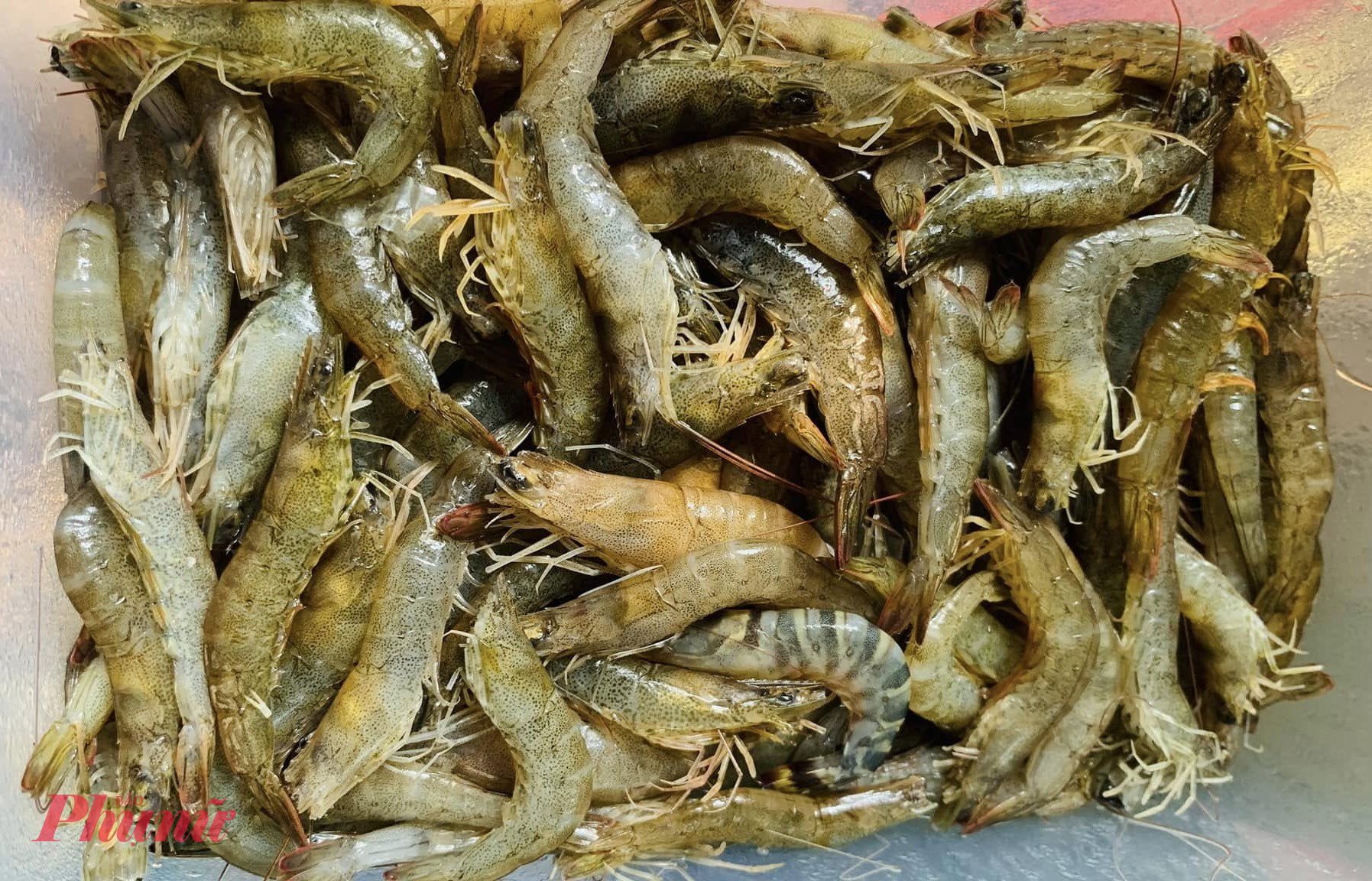 Mực và tôm đều tươi rói