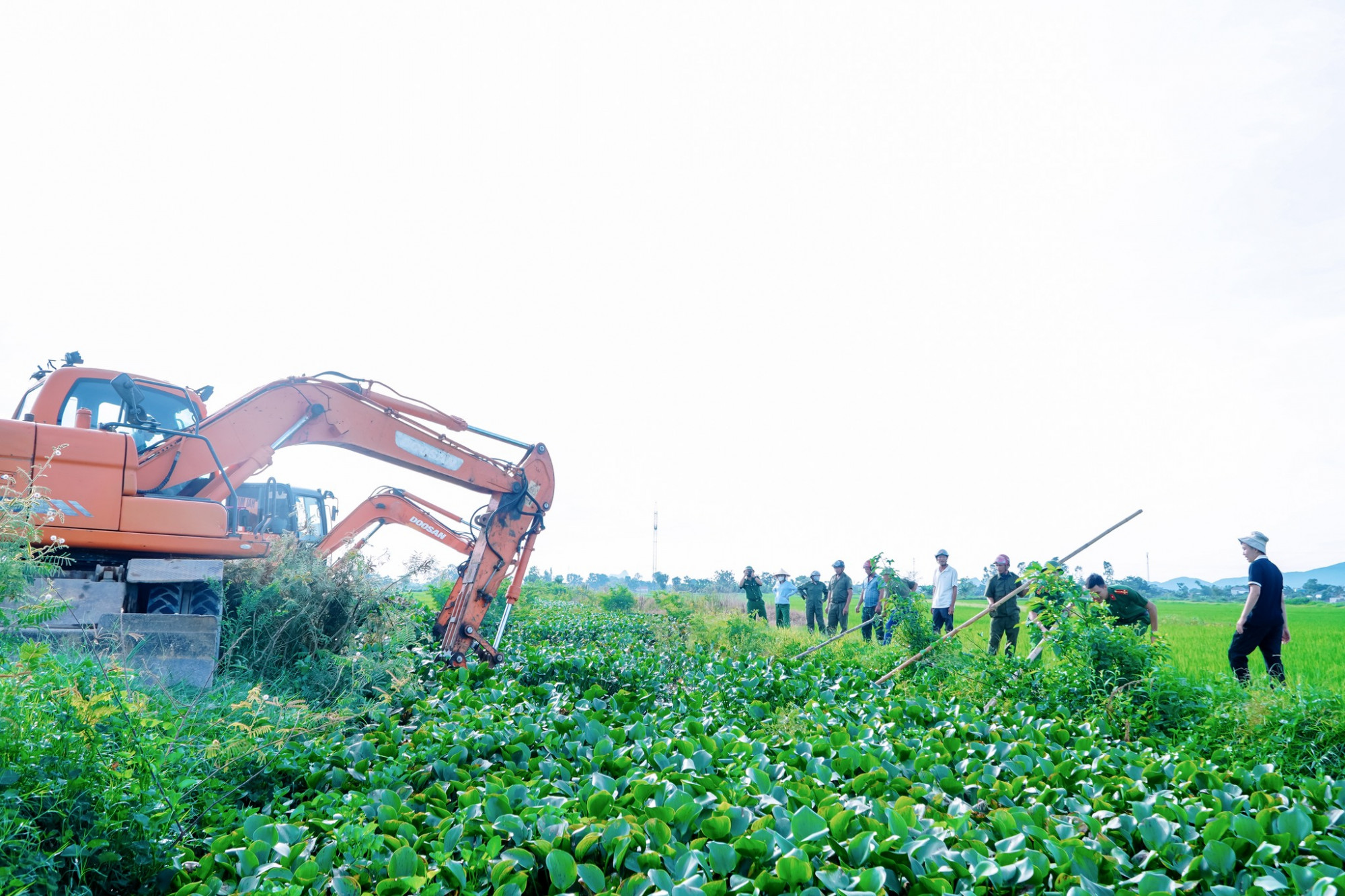 Chính quyền các xã huy động lực lượng, máy móc trục vớt bèo tây, khơi thông dòng chảy - Ảnh: Khánh Trung