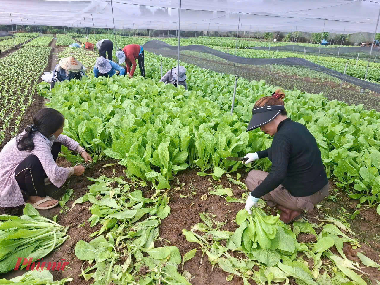 Cán bộ, hội viên phụ nữ trực tiếp tham gia thu hoạch rau 