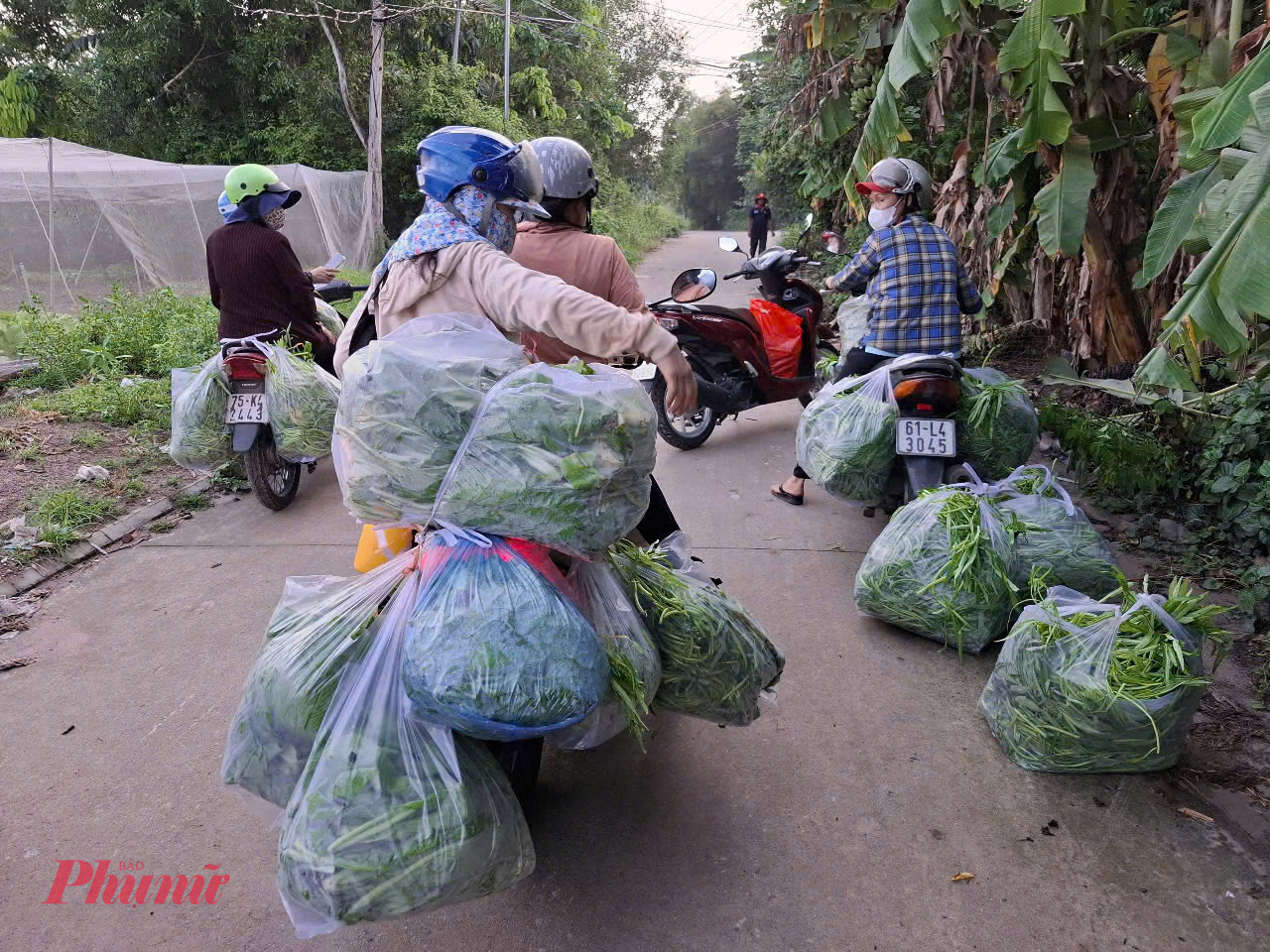 Các chị chia nhau chở các túi rau vừa mới thu hoạch, chở về các điểm phát tại khu phố 