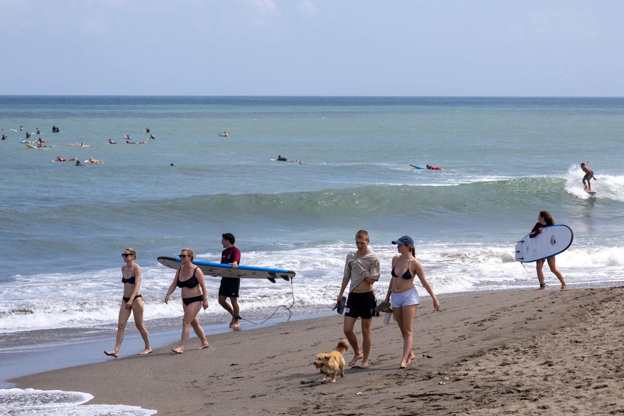 Du khách không nên tiếp xúc với chó hoang ở các địa điểm du lịch nổi tiếng tại Bali để tránh lây nhiễm bệnh dại. Ảnh: EPA