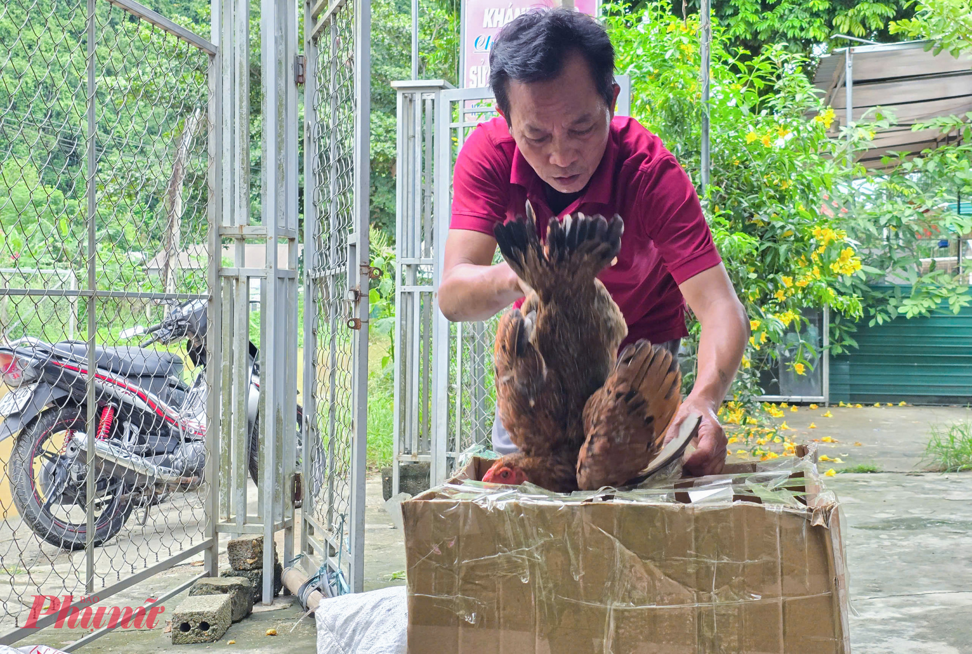 Những con gà còn sót lại được ông Hoàng Văn Phú (52 tuổi, trú xã Con Cuông) bỏ vào thùng catong để đưa đến gửi nhà người quen chưa bị ngập.