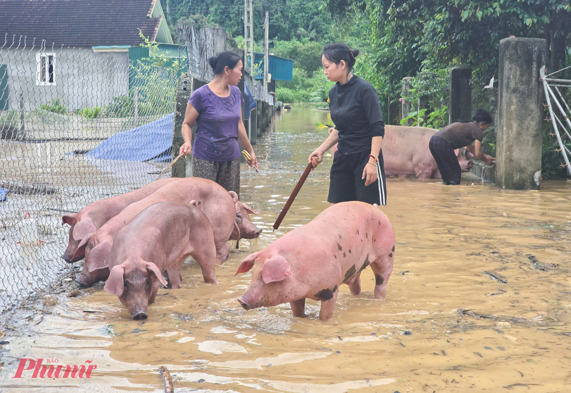 Đưa đàn heo lên đường tránh lũ, bà Vi Thị Hoạt (60 tuổi, trú xã Con Cuông) nói rằng, trận lũ lịch sử lần này lượng nước thượng nguồn về nhanh, gần như chỉ chớp mắt đã ngập hết mọi thứ và nhiều gia đình không thể kịp di dời được hết tài sản.