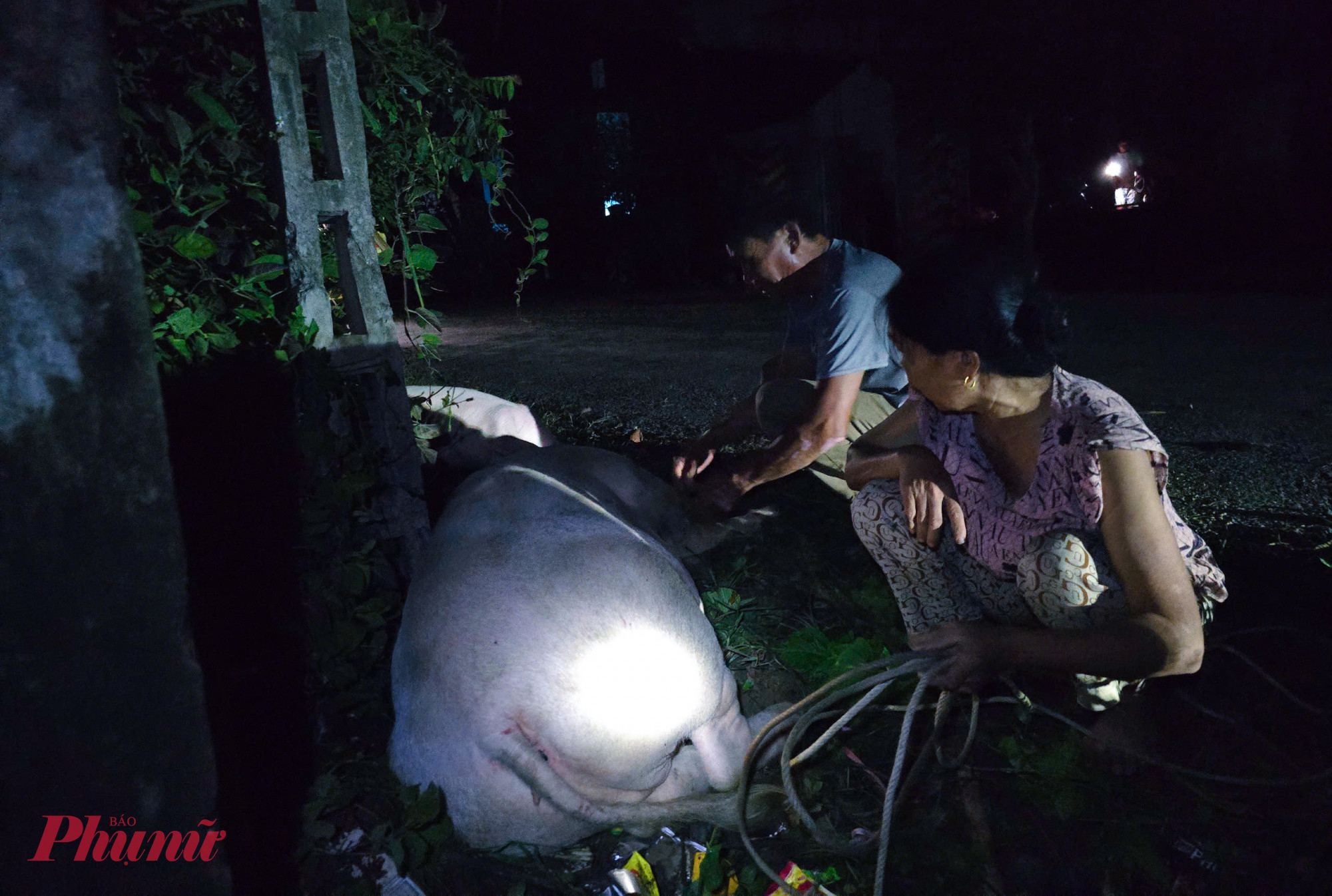 Dùng dây thừng buộc lại con heo mạ nằm bên đường, bà Phạm Thị Hải (60 tuổi, trú xã Con Cuông) nói rằng, đàn heo là tài sản giá trị nhất mà vợ chồng bà di dời được trước khi nước tràn vào ngập gần 2m. “Rạng sáng qua nước lũ lên nhanh quá, chúng tôi chỉ kịp đưa đàn heo ra đường, còn lại ngập chìm hết rồi” - bà Hoan nói.