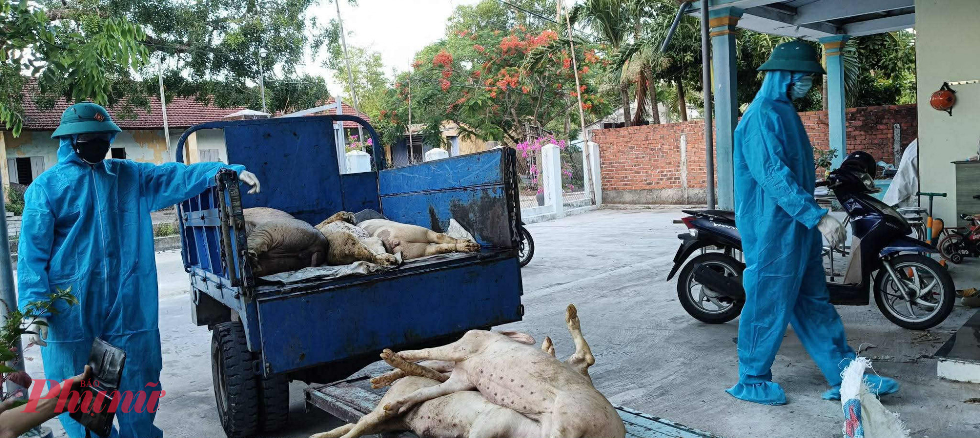 Tiêu huỷ heo bị dịch tả heo châu Phi tại Đà Nẵng