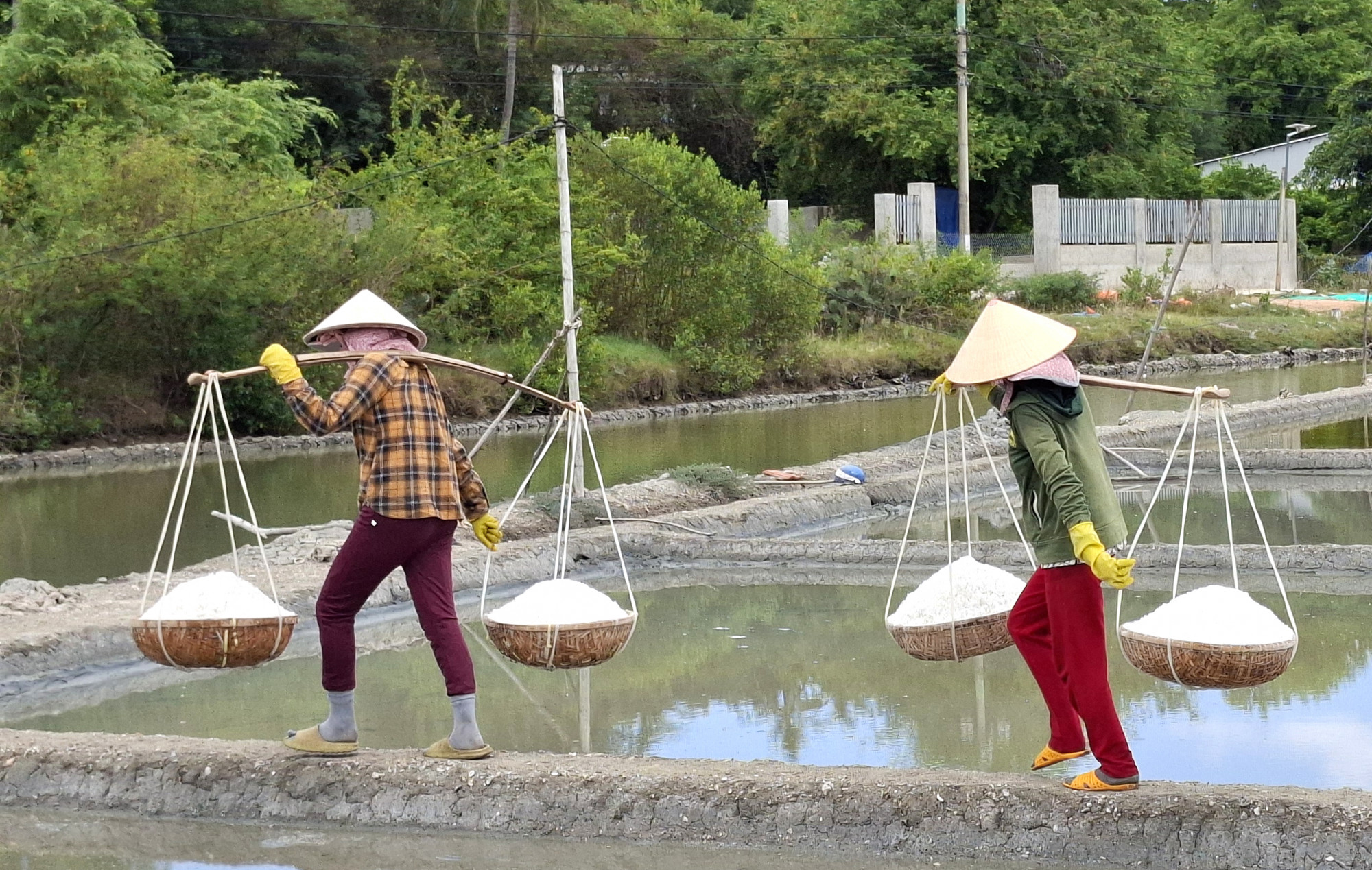 Cánh đồng muối trải dài trăm năm tuổi Gánh muối chạy trên bờ ruộng nhỏ chỉ bằng to bàn chân.