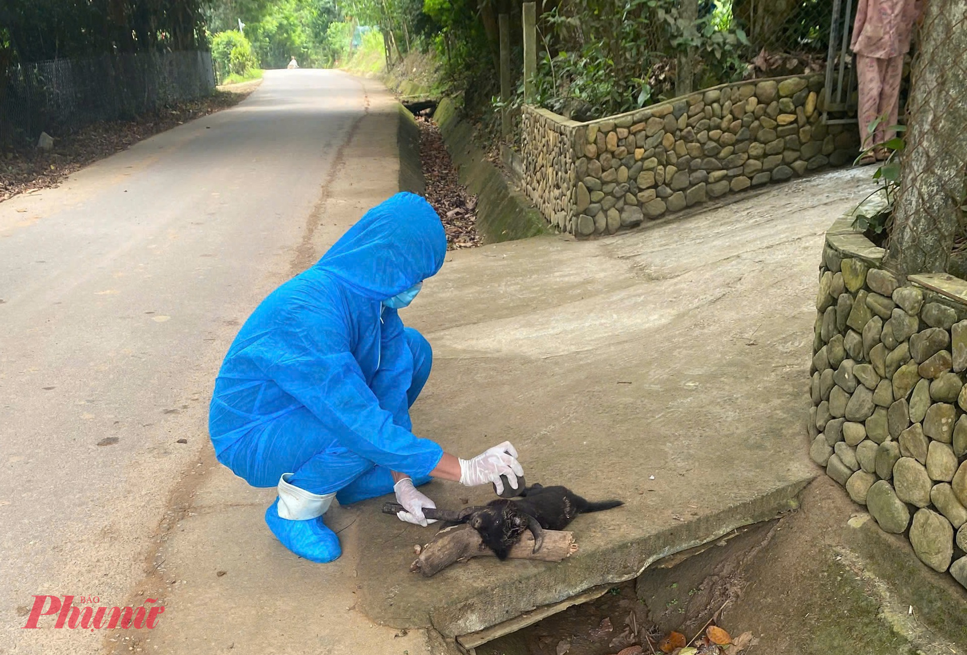 Lực lượng y tế tiến hành tiêm phòng dại cho những con chó đã tiếp xúc với chó dại