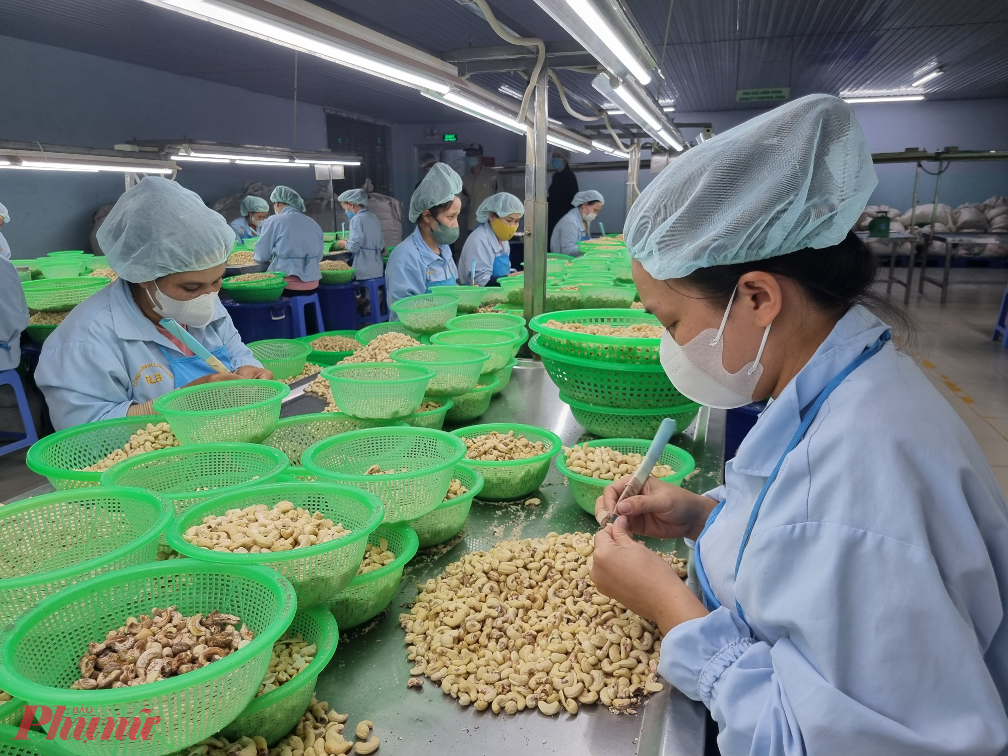 Điều Việt Nam là mặt hàng được người tiêu dùng châu Âu ưa chuộng - Ảnh: Ngọc Thùy