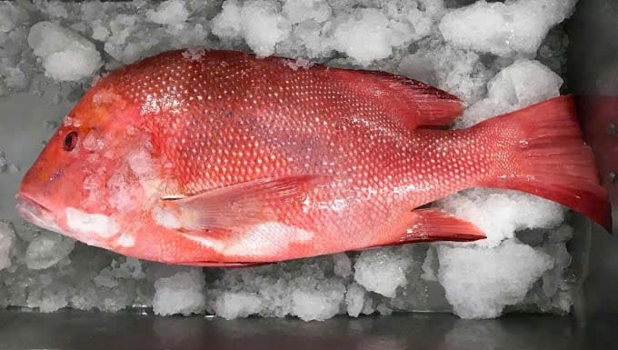Sau khi ăn cá hồng, cả gia đình nhập viện cấp cứu - ảnh minh họa (B.M.)