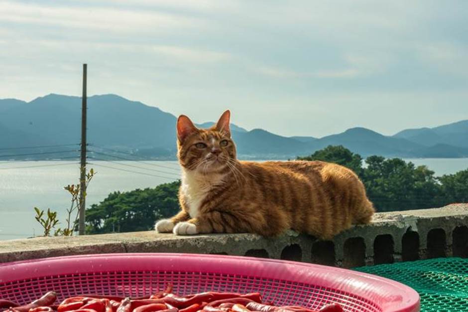 Mèo cam Hàn MeowMeow trong phim được mèo cam Mỹ Diệu lồng tiếng 