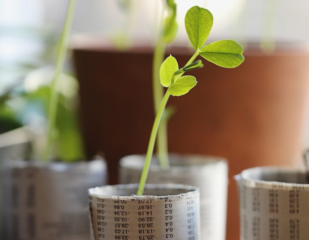 Dùng báo cũ làm chậu ươm vừa tiết kiệm vừa theherbalacademy