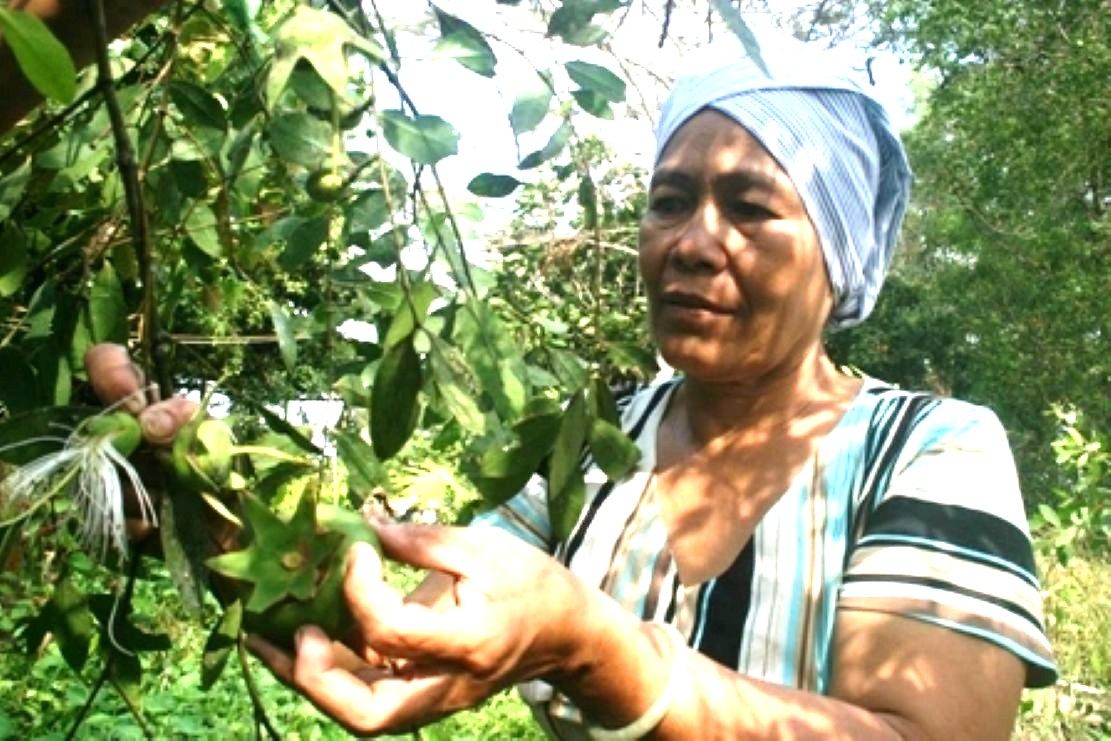 Trái bas62n giúp nhiều phụ nữ ở Trà Vinh (cũ) có thu nhập... Ảnh:CTV