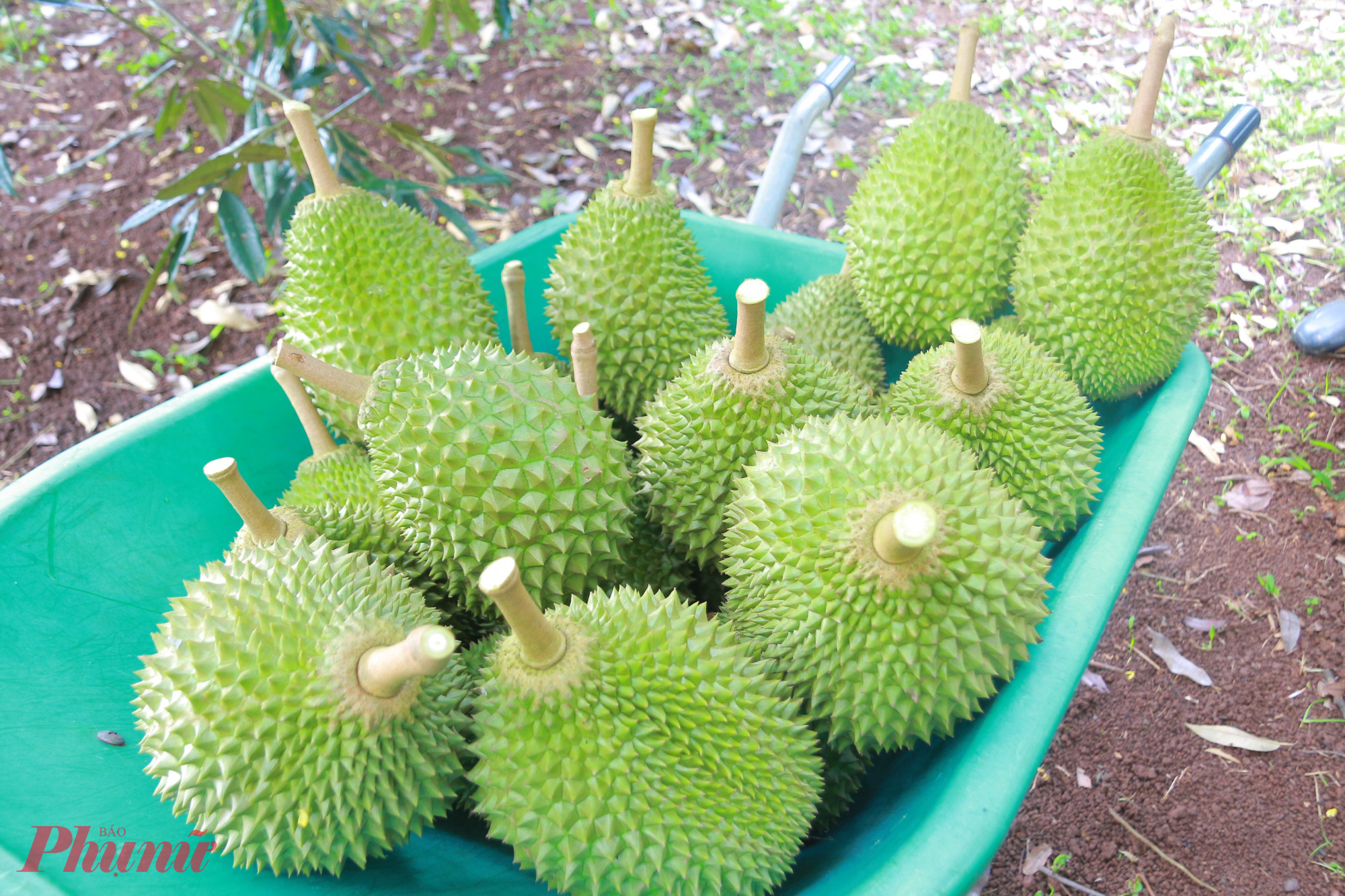 Để tránh rủi ro, nhiều thương lái bỏ hẳn thói quen đặt cọc trước, chỉ mua ngay khi thấy hàng đảm bảo. 