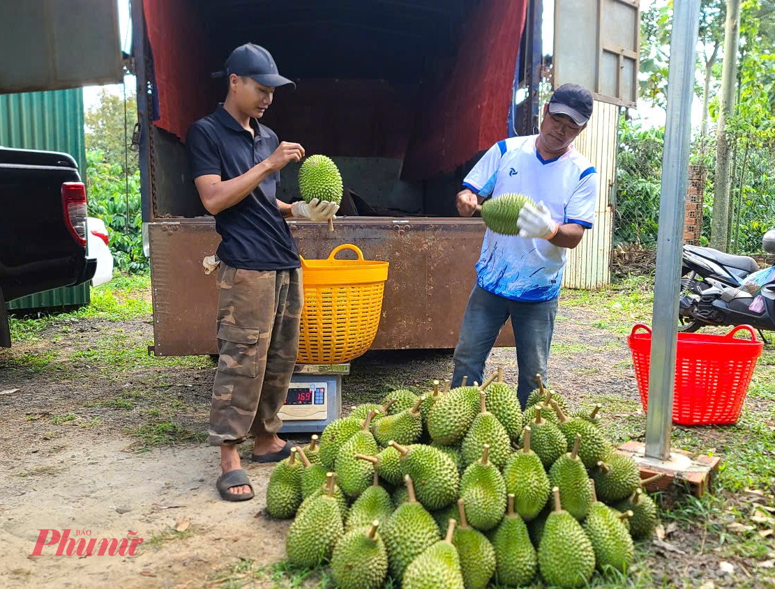 Việc thu mua sầu riêng của các thương lái cũng tiềm ẩn nhiều rủi ro