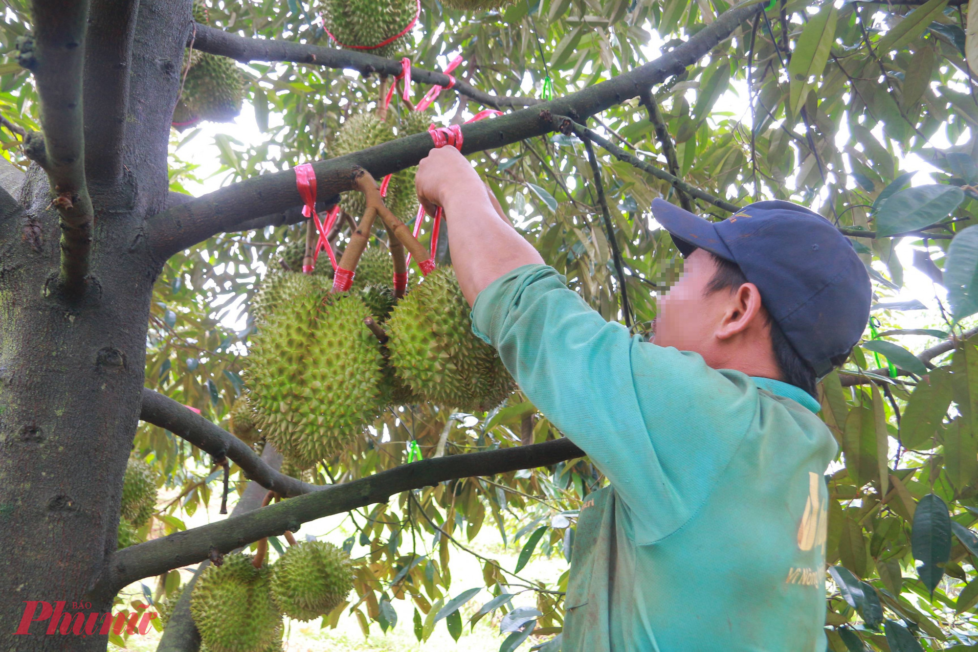 Nông dân lo lắng vì nhiều vườn sầu riêng gần đến ngày thu hoạch nhưng thương lái chưa chốt giá, đặt cọc