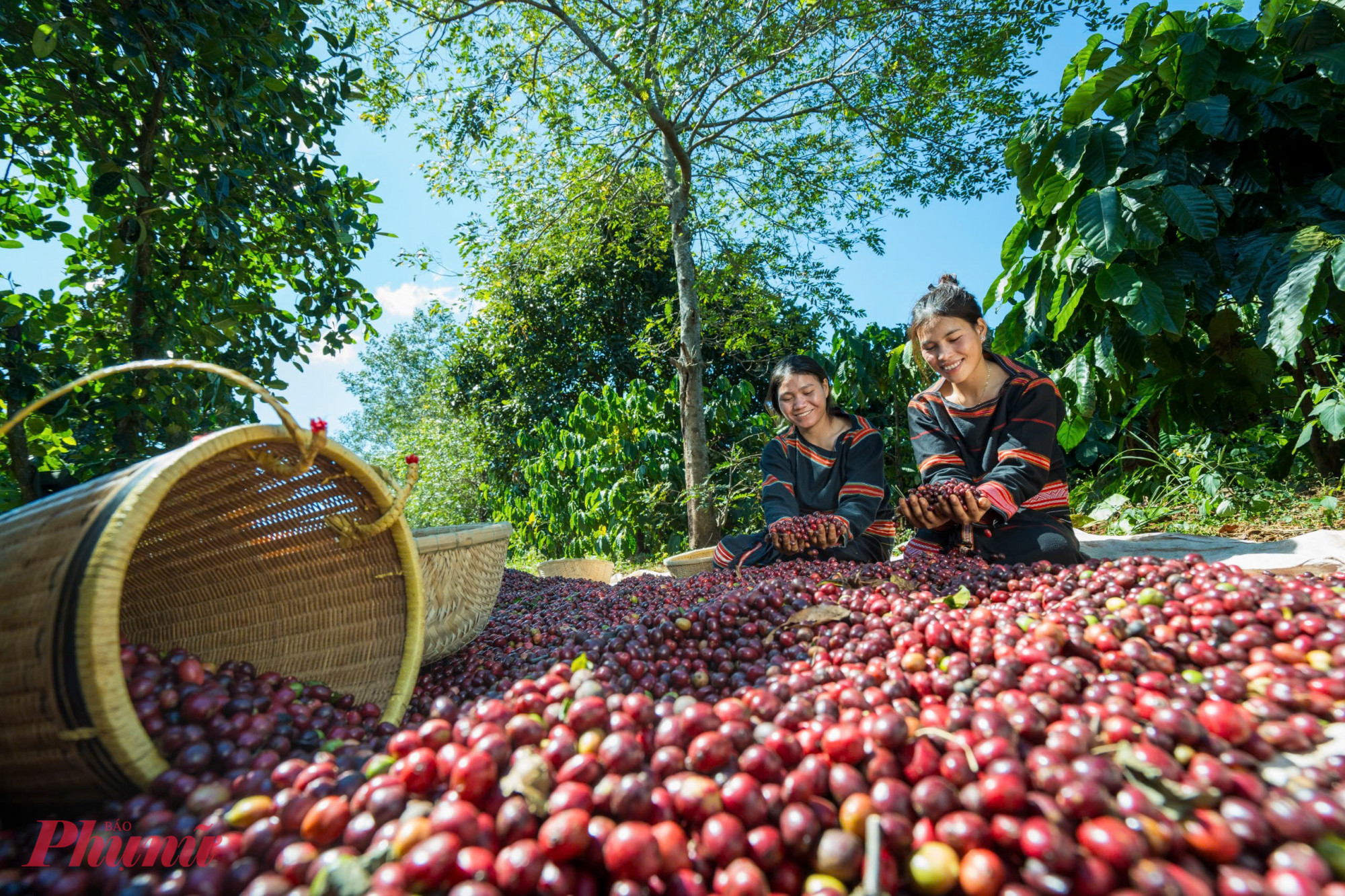 Cà phê Việt Nam có lợi thế mở rộng thị trường ở Mỹ bởi đối thủ lớn của Việt Nam là Brazil bị áp thuế cao hơn
