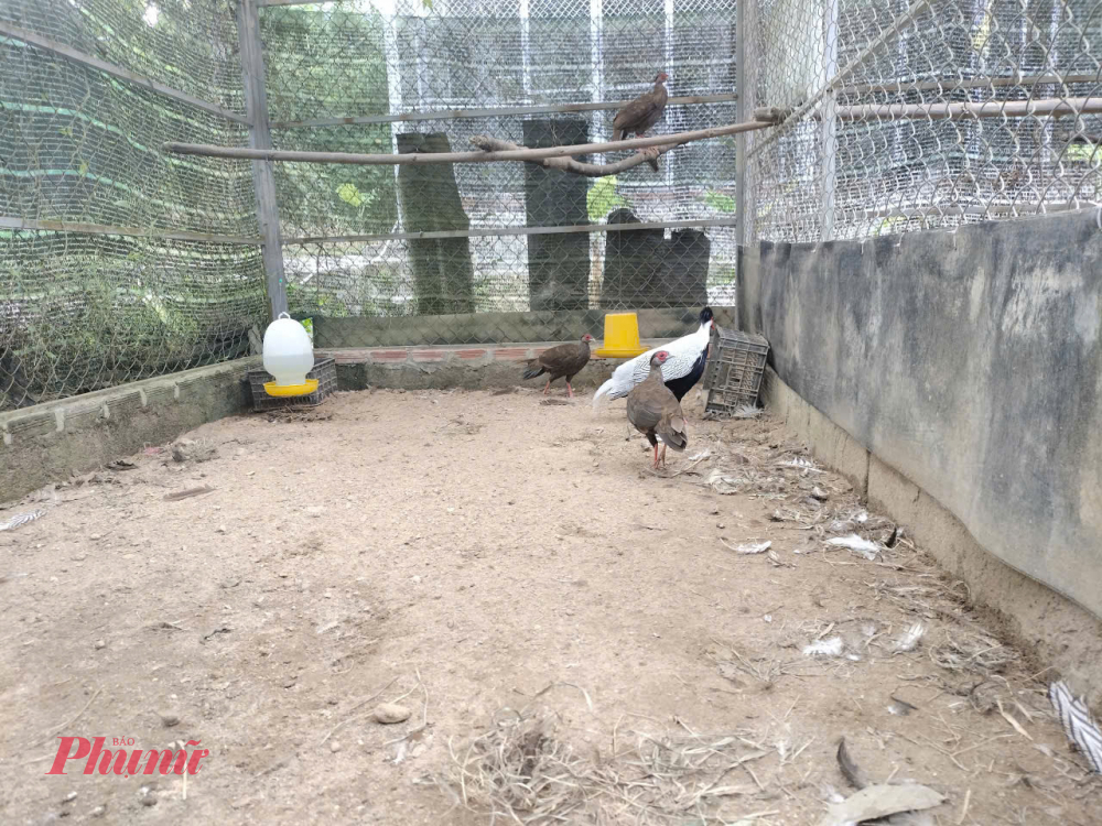 TS Ling cũng cho biết, trong thời gian tới, Vườn sẽ tiếp tục phối hợp với Thảo Cầm Viên (TP Hồ Chí Minh) để trao đổi giống gà lôi trắng nhằm hạn chế hiện tượng cận huyết để có quần thể gà lôi trắng mạnh khỏe thả về tự nhiên. 