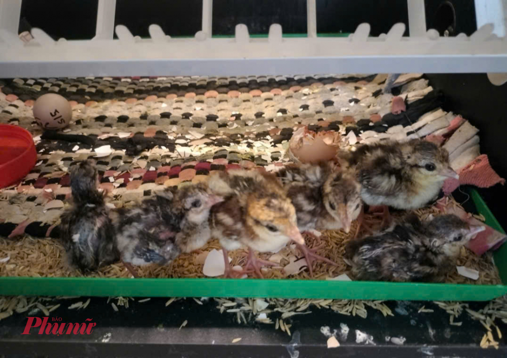 Tuy nhiên, sự phát triển của các đàn gà lôi trắng rất chậm do chịu nhiều tác động từ các loài thiên địch như chồn, cầy vòi hương, thậm chí khỉ mặt đỏ - những loài săn mồi tự nhiên gây ảnh hưởng lớn đến số lượng gà lôi trắng ngoài tự nhiên.