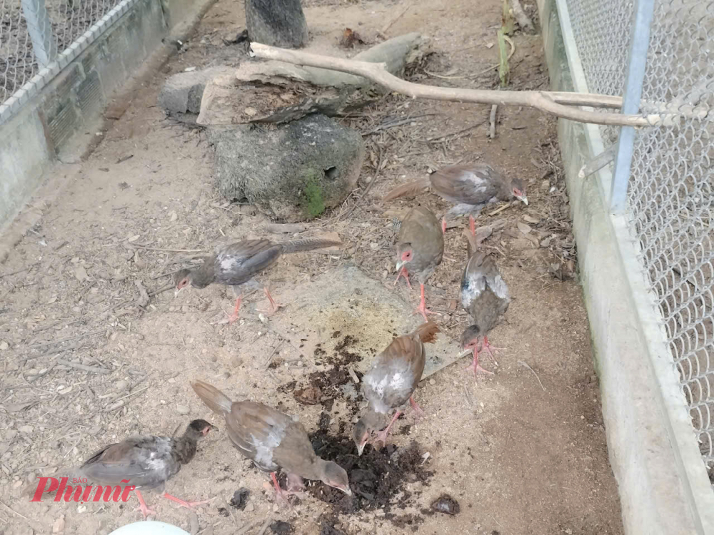 Hình ảnh gà lôi trắng được chụp lại bằng máy bẫy ảnh theo chương trình Giám sát đa dạng sinh học của Vườn quốc gia Bạch Mã. Thông thường, ở độ cao 500m trở lên mới thấy gà lôi trắng xuất hiện tại Vườn.