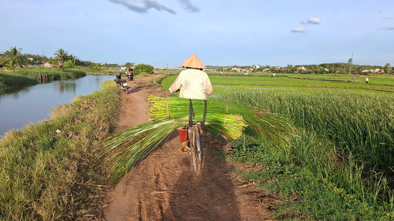 Chở cói đi qua “ngả ba ruộng”
