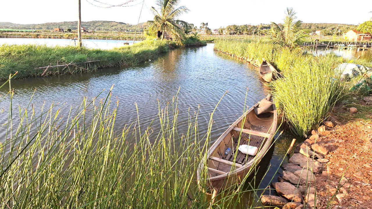 Ruộng cói làm đẹp cánh đồng