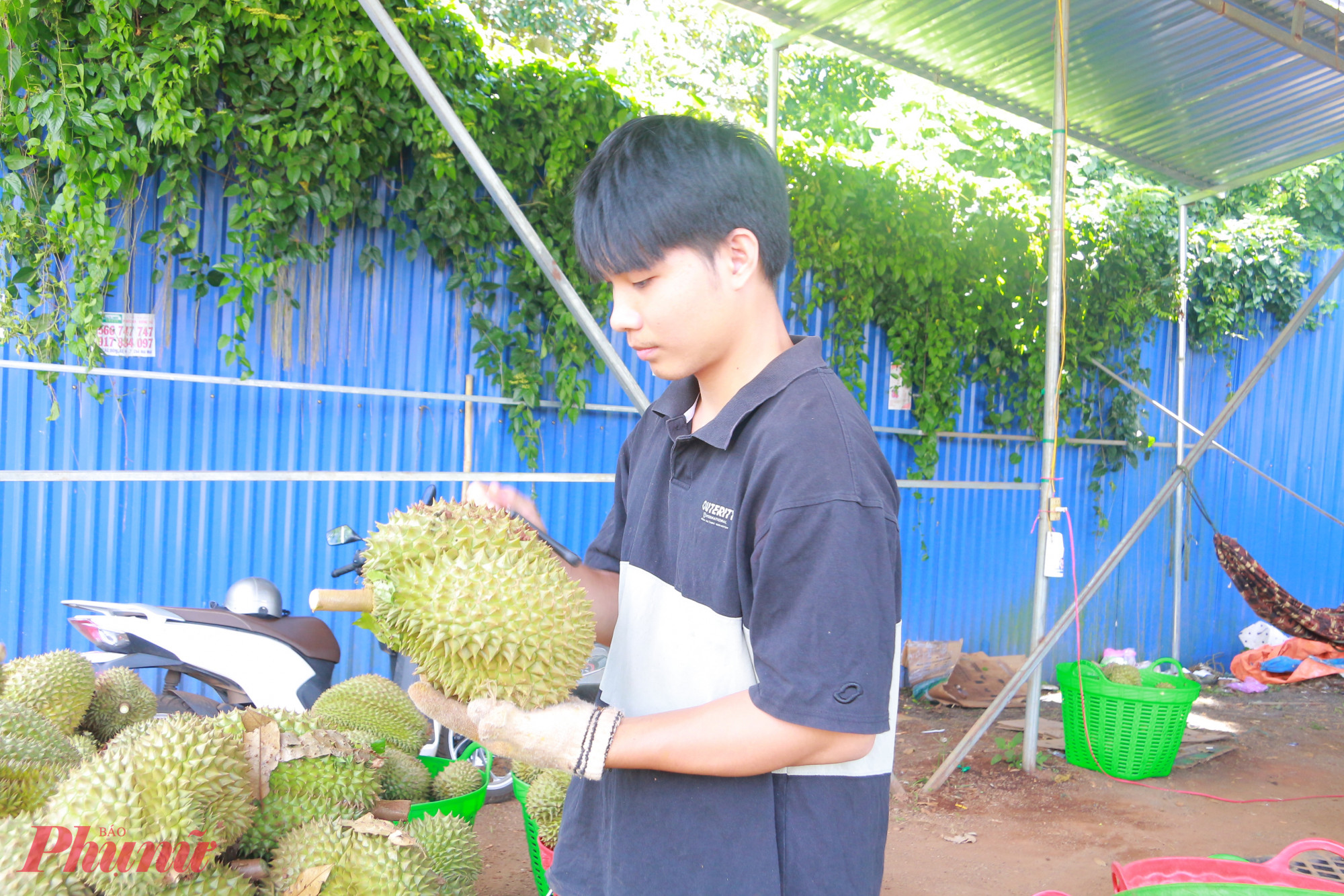 Các cơ sở thu mua sầu riêng dạt, bóc múi, hàng kem tại thủ phủ sầu riêng Krông Pắk