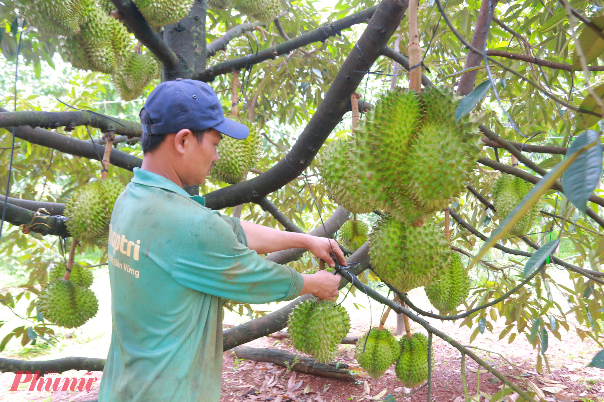Hiện nay, tỉnh Đắk Lắk có khoảng 39.544 ha sầu riêng, sản lượng năm 2025 dự kiến khoảng 392.000 tấn,