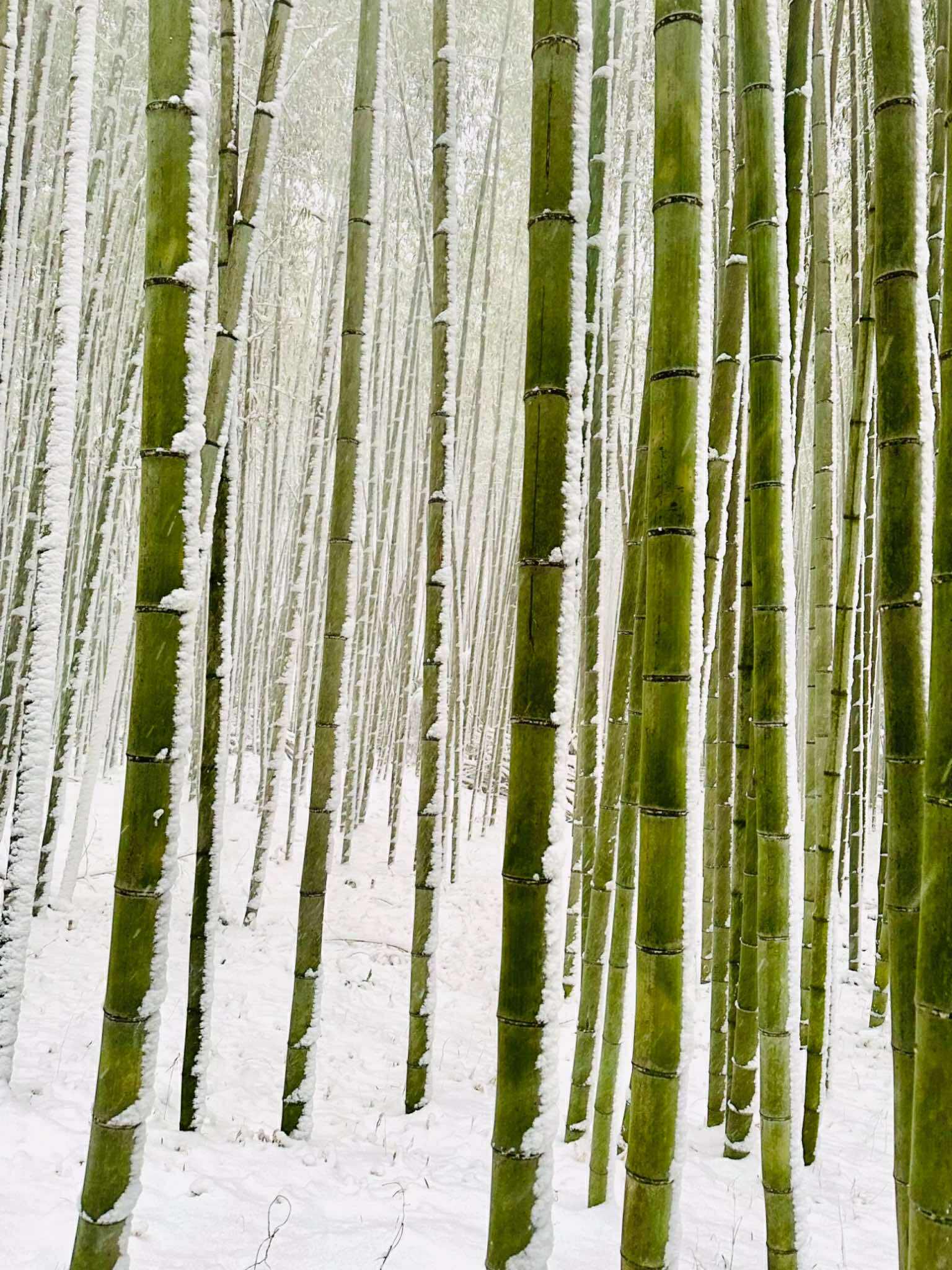 Winter Bamboos của tác giả Mark Sarmiento đạt giải nhất Hạng mục Thiên nhiên