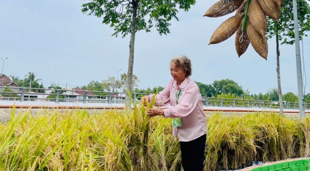 Bài 8: Giống lúa bạc tỉ và giấc mơ của người đàn bà lội đồng Ở tuổi nghỉ hưu, Anh hùng lao động Nguyễn Thị Trâm vẫn say sưa trên những cánh đồng - Ảnh tư liệu: Nhân vật cung cấp)