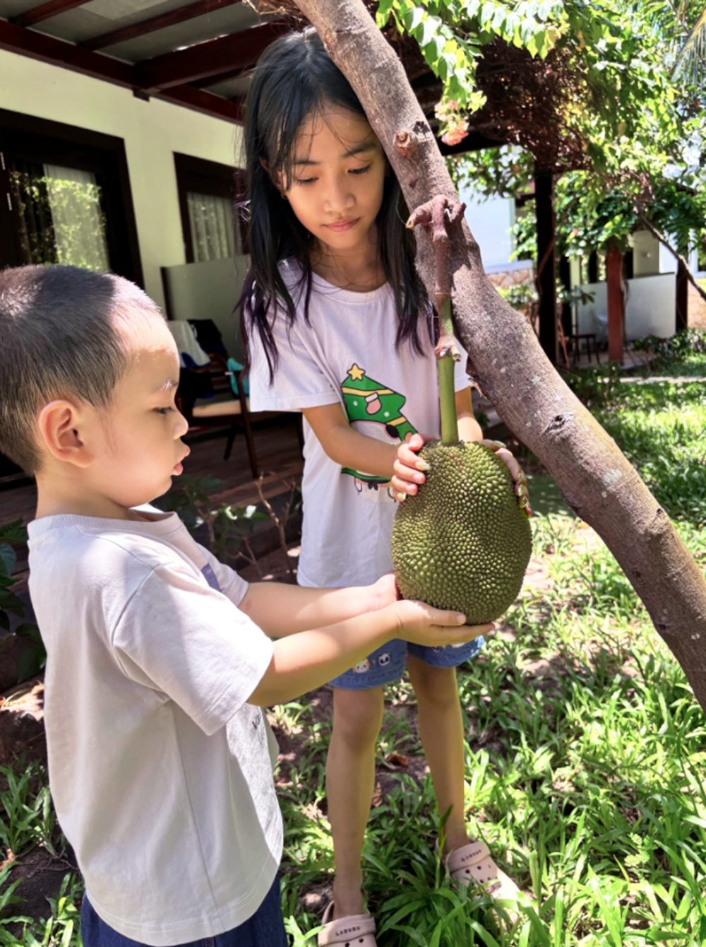 Nâng niu chờ mít chín - Ảnh do tác giả cung cấp 