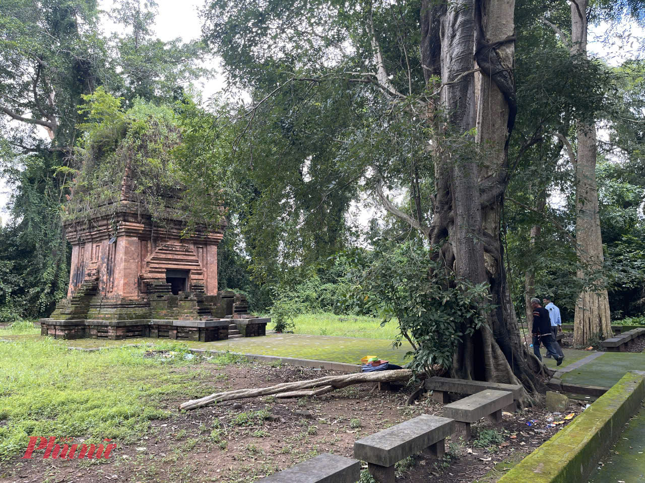 Tháp ẩn mình dưới tán cổ thụ rừng già