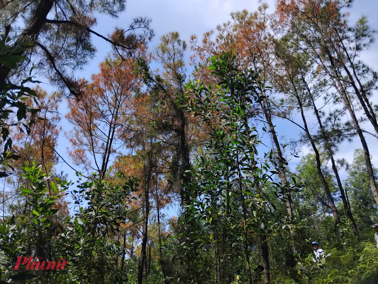 Hiện tại lực lượng chức năng vẫn chưa tìm ra thủ phạm phá hoại rừng thông hơn 30 năm tuổi