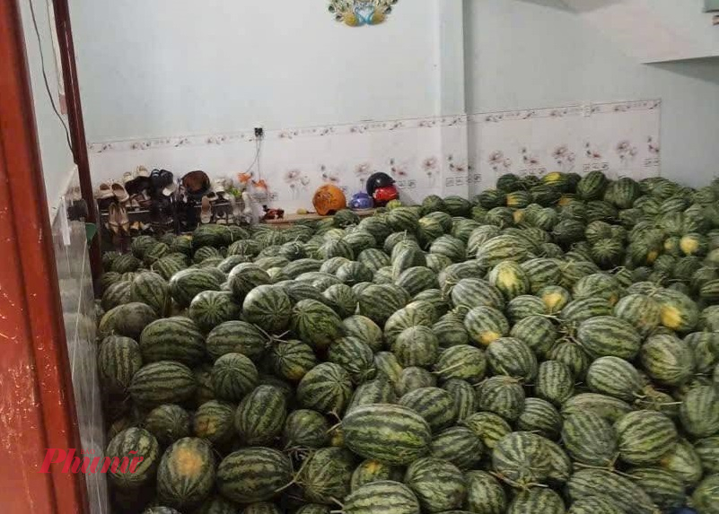 Đồng thời, phường kêu gọi lãnh đạo, cán bộ công viên chức và bà con nhân dân đến 172 Nguyễn Văn Cừ và chợ Nam Ô, đường Trần Bích San để mua dưa ủng hộ cho nông dân Trường Định.