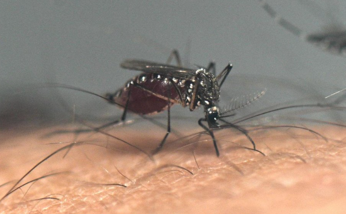  virus Chikungunya tương tự như sốt xuất huyết và virus Zika, với sốt cao và đau khớp dữ dội thường gây suy nhược.