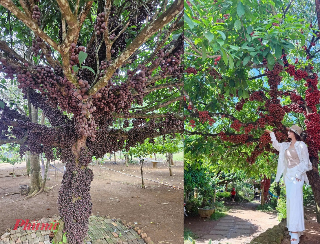 Màu sắc quả của cây đỏ thay đổi theo mùa - Ảnh: M.N.