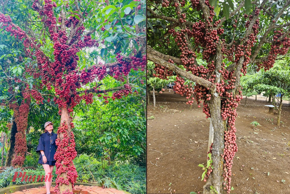 Cây đỏ ra hoa từ gốc lên ngọn, nhưng khi chín lại từ ngọn xuống gốc - Ảnh: M.N.