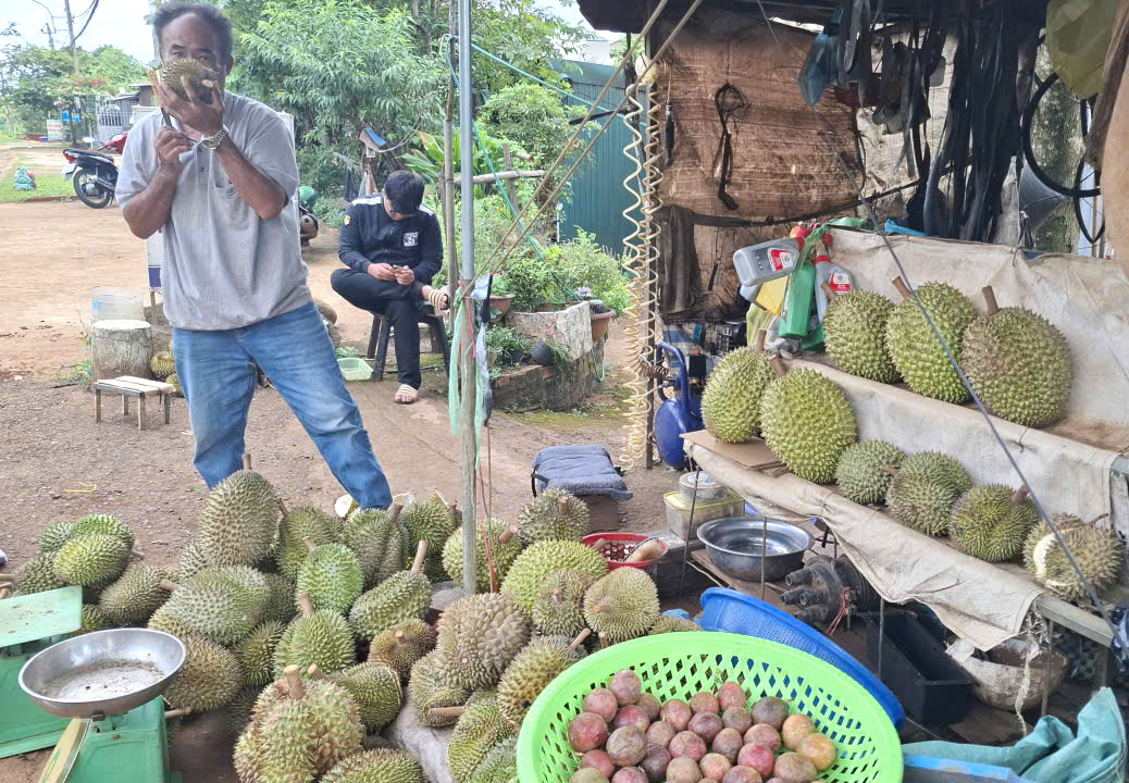 Một nửa Đắk Lắk…yêu thương Vựa thu mua sầu riêng, công nhân gõ kiểm tra độ tuổi của sầu