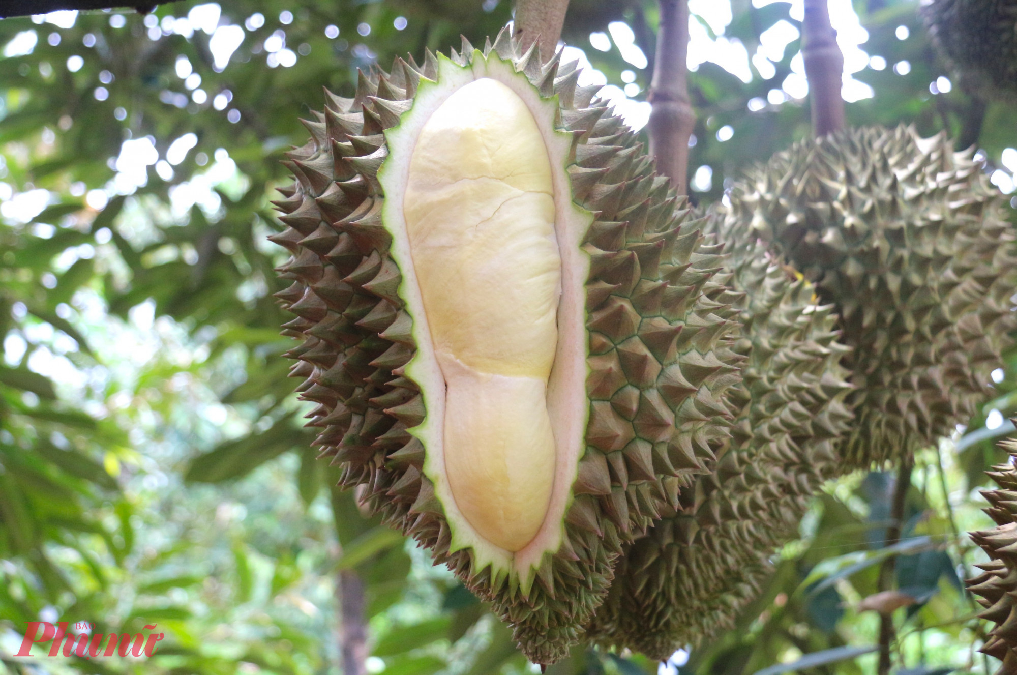 Dù vất vả và tiềm ẩn nhiều rủi ro, nghề gõ sầu riêng đã mang lại thu nhập khá cao. Những thợ gõ lành nghề được các vựa thuê với mức 40-60 triệu đồng/tháng trong mùa thu hoạch sầu riêng, giúp nhiều gia đình cải thiện cuộc sống.