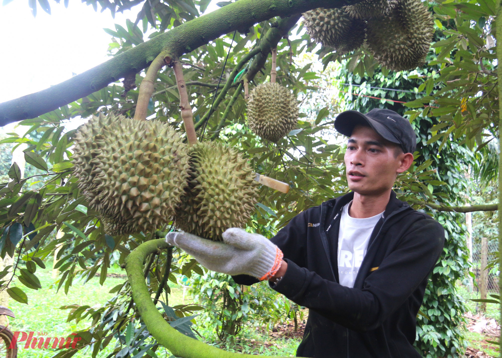 Anh Trương Văn Lực (xã Quảng Phú, Đắk Lắk) cho hay, một quả sầu riêng đạt chuẩn phải tròn trịa, da xanh, gai nhím. Sầu riêng đạt độ thu hoạch phải từ 7,5 tuổi trở lên mới đảm bảo chất lượng xuất khẩu. Trước khi gõ, người thợ phải nâng quả sầu riêng lên, quan sát màu vỏ và sờ cuống xem có nhám, có bột không. Nếu màu da của trái sầu riêng đã chuyển sang màu, cuống có bột và nhám thì thợ mới dùng cán dao gõ vào hộc chứa múi. 